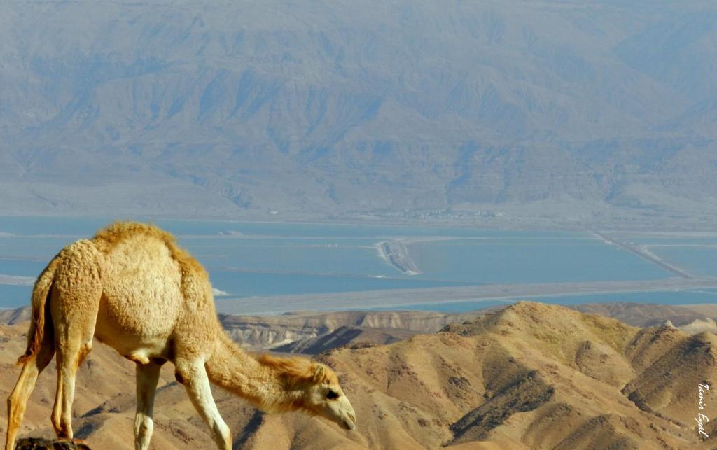 Zimmer Dora Neve Zohar Dış mekan fotoğraf